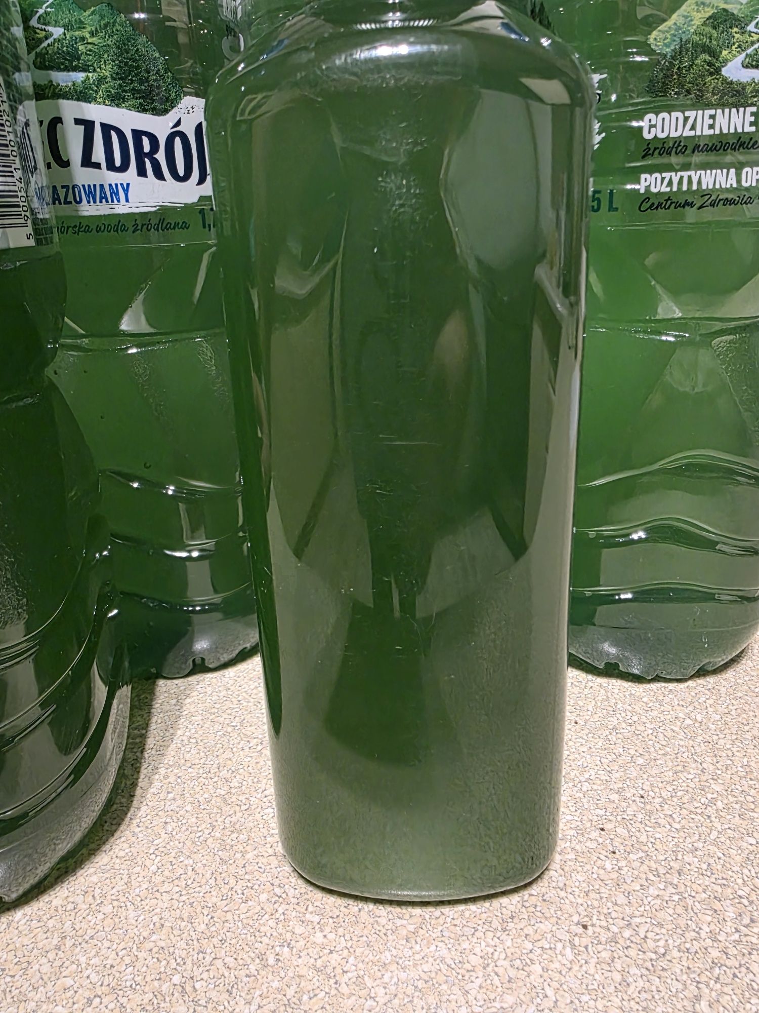 Fitoplankton morski