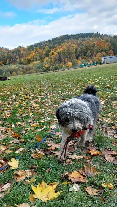 Mądry i wierny Ozi szuka swojego miejsca na świecie