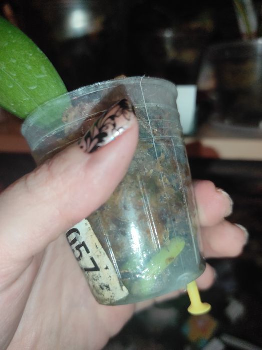 Орхідея фаленопсис Lioulin Orange