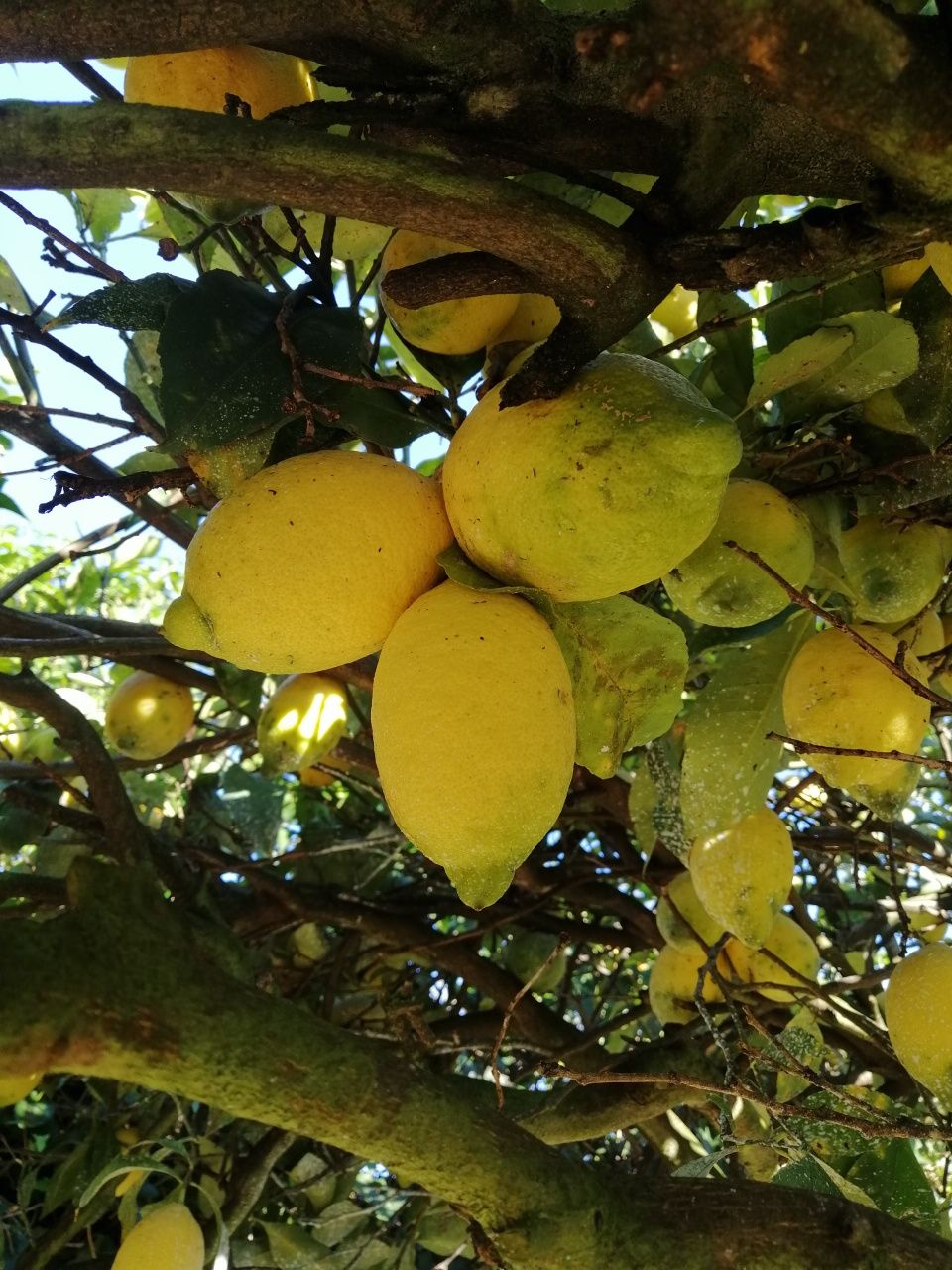 Limoes caseiros para venda