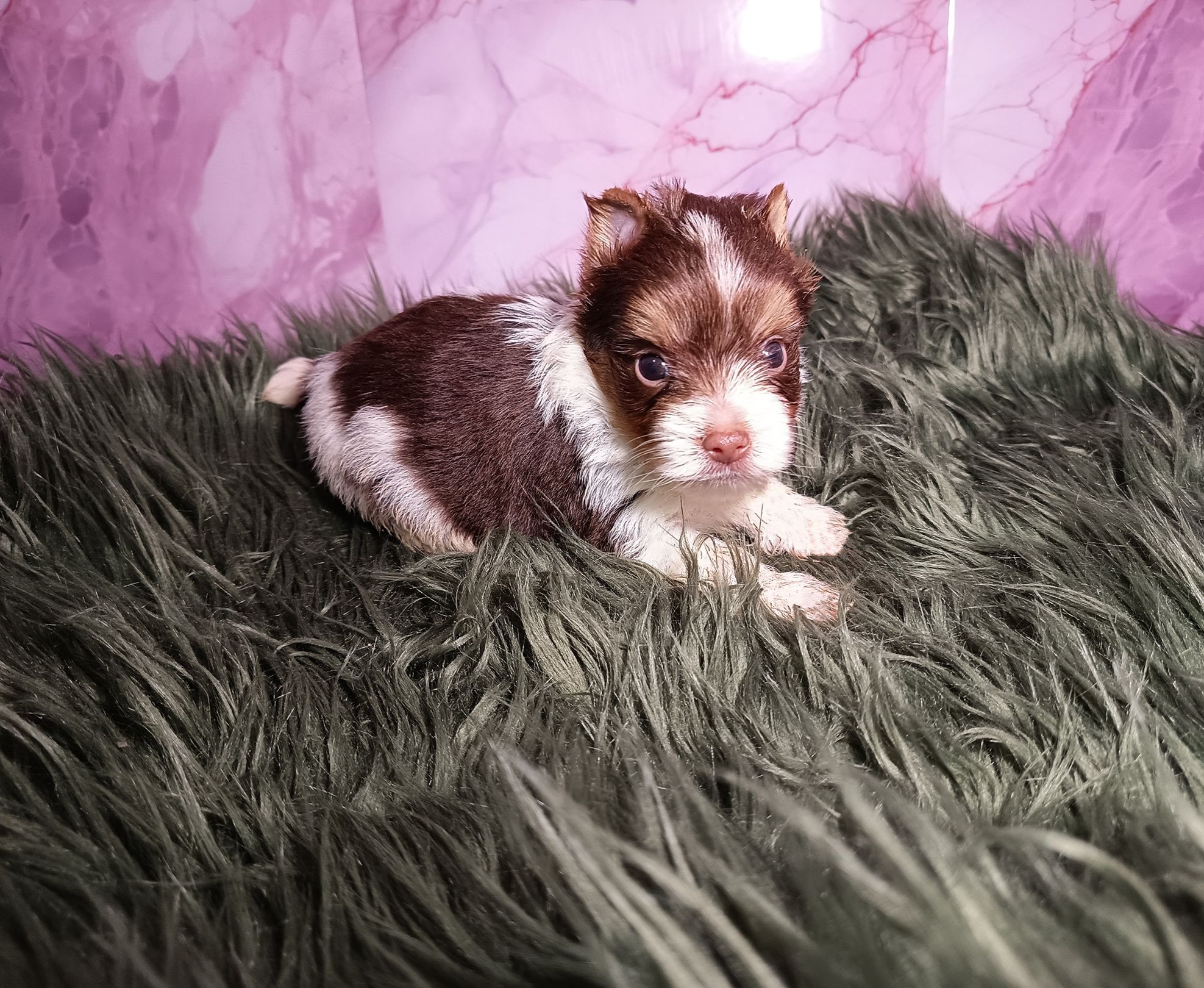 Piesek Biro Yorkshire Terrier biało-czekoladowo-złoty