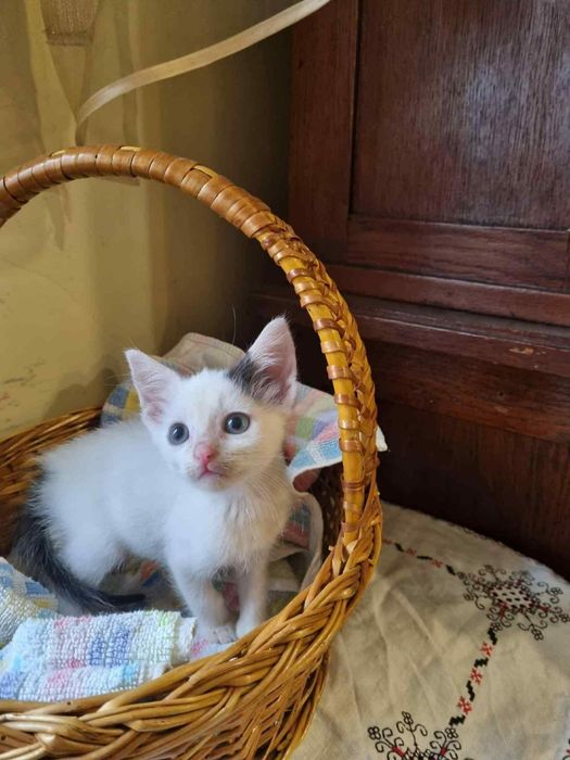 Кошенята в добрі руки, безкоштовно