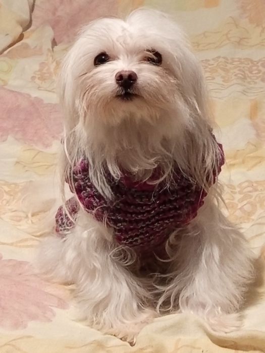 Мальтійська болонка, гарненька  дівчинка