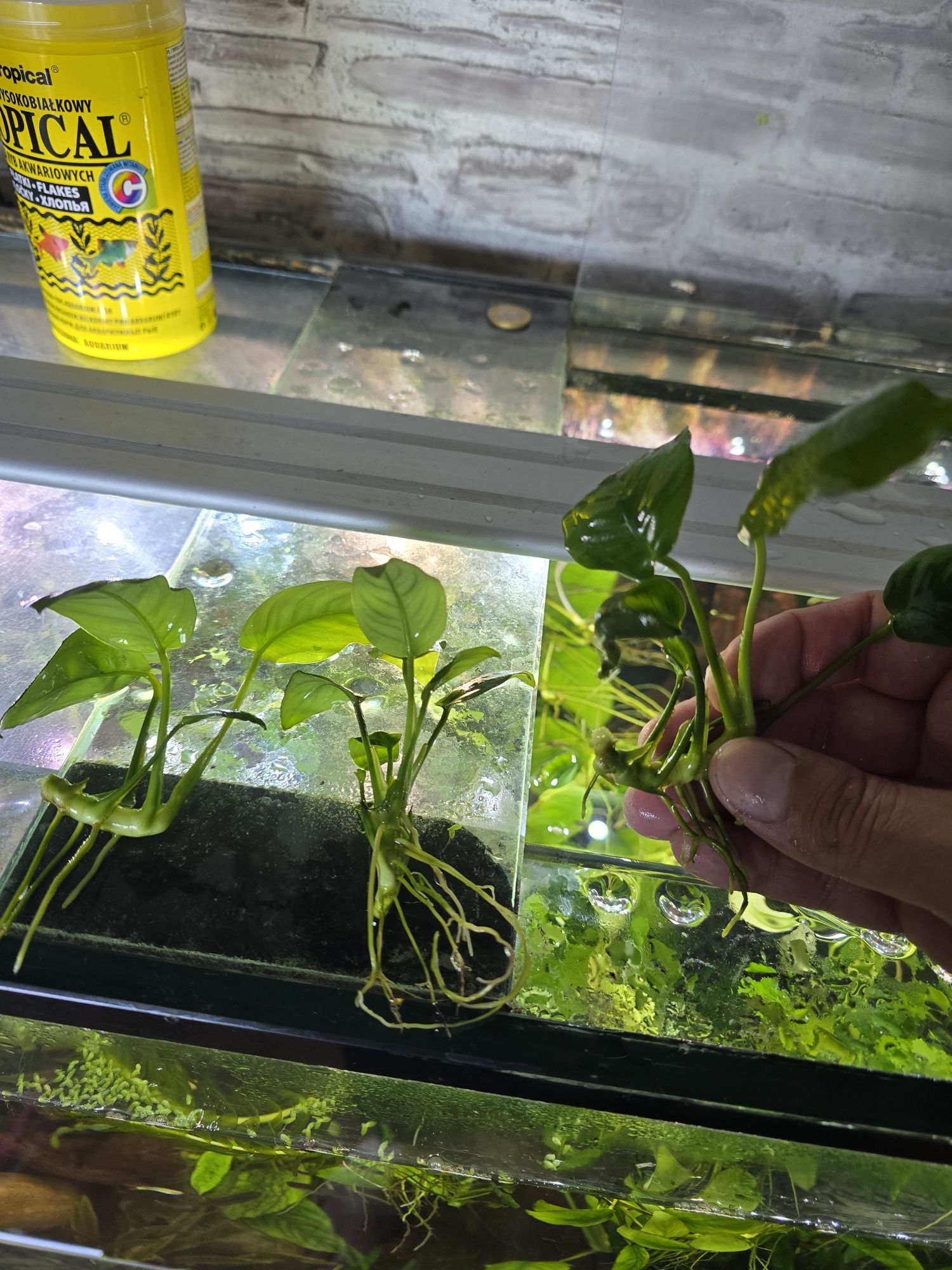 Anubias, sadzonki
