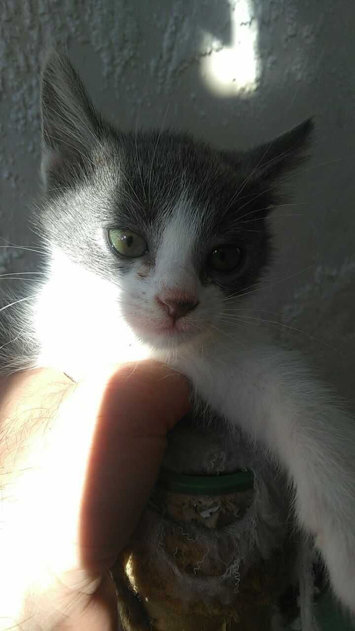 Кошеня. біло-чорне та біло-сіре.