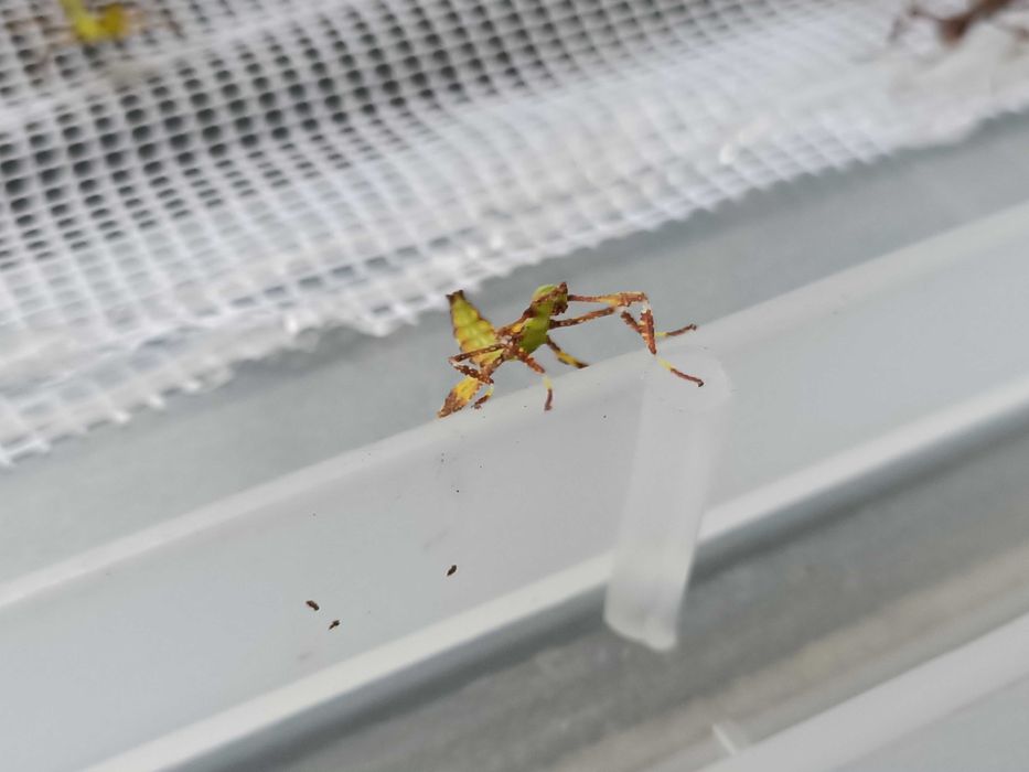 Liśćce Phyllium elegans, mimetyzm jak patyczaki, owady młode, za 30szt