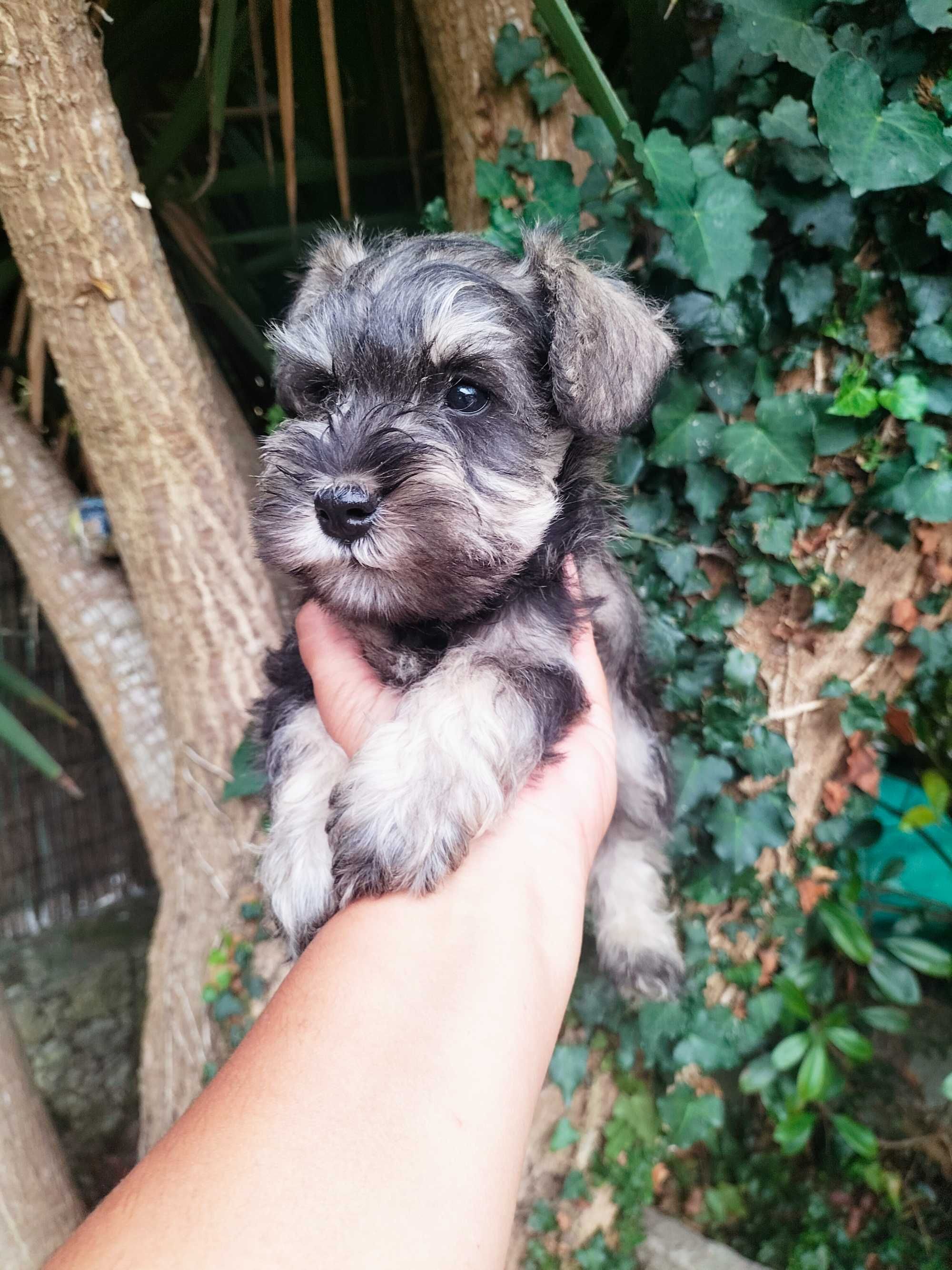 Schnauzer miniatura fêmea