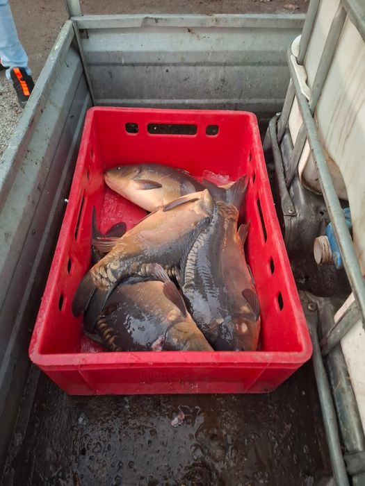 Amur i karp wigilijny