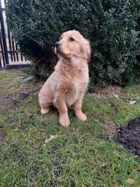 Suczka Golden retriever