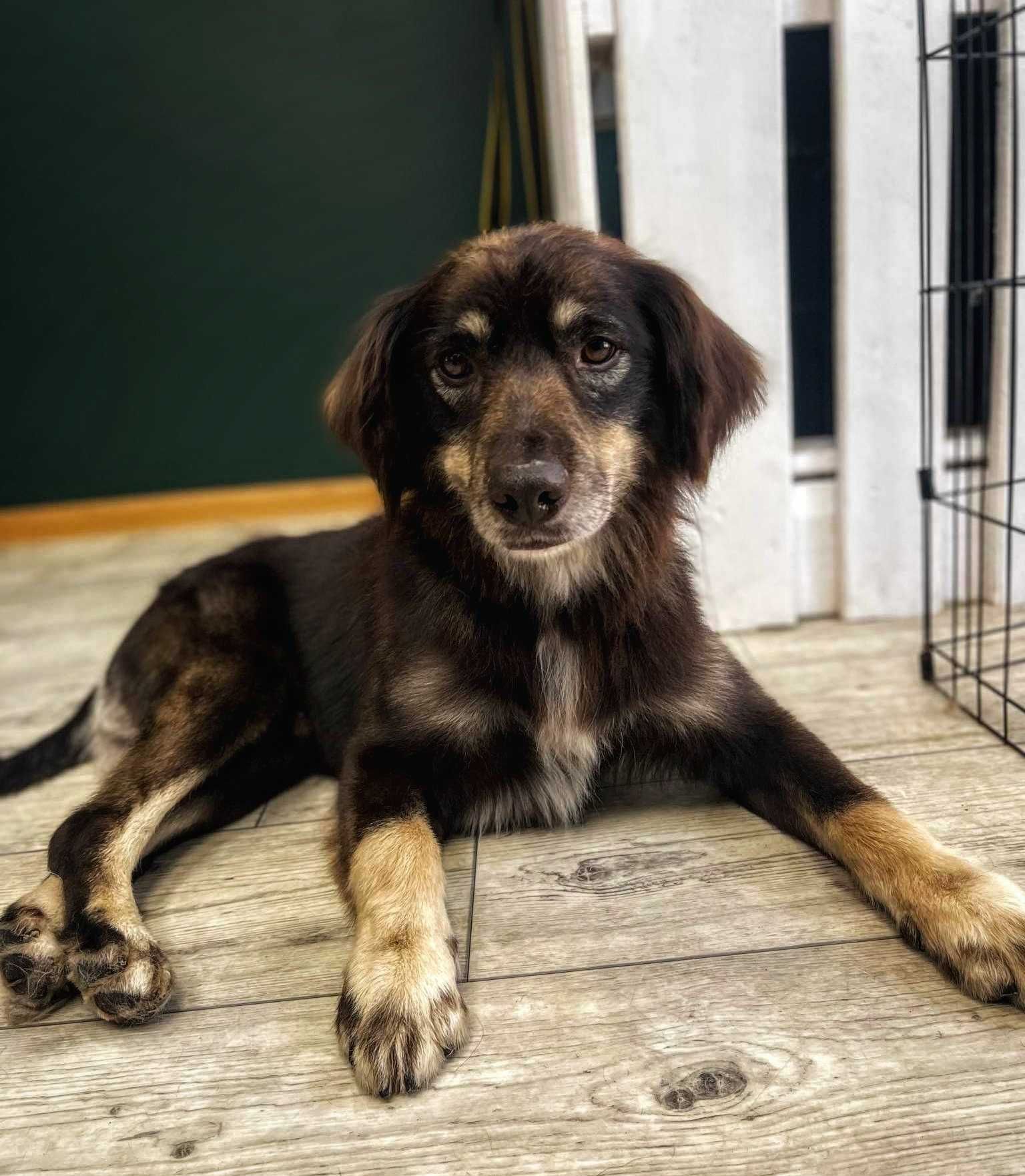 Maks - piękny, mały pies szuka domu, do adopcji. Pokochaj