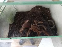 Hysterocrates gigas
