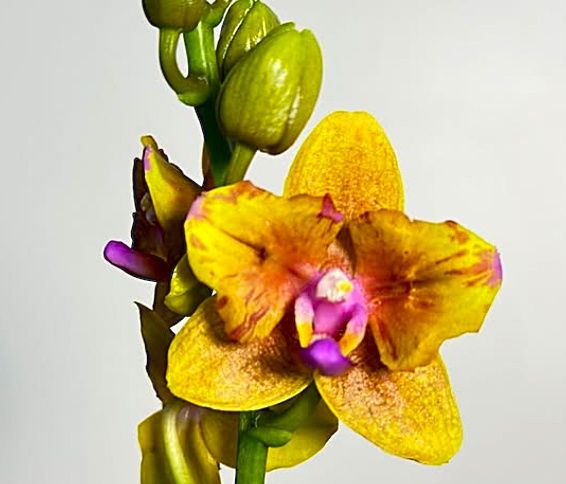 Орхідея фаленопсис Lioulin Orange