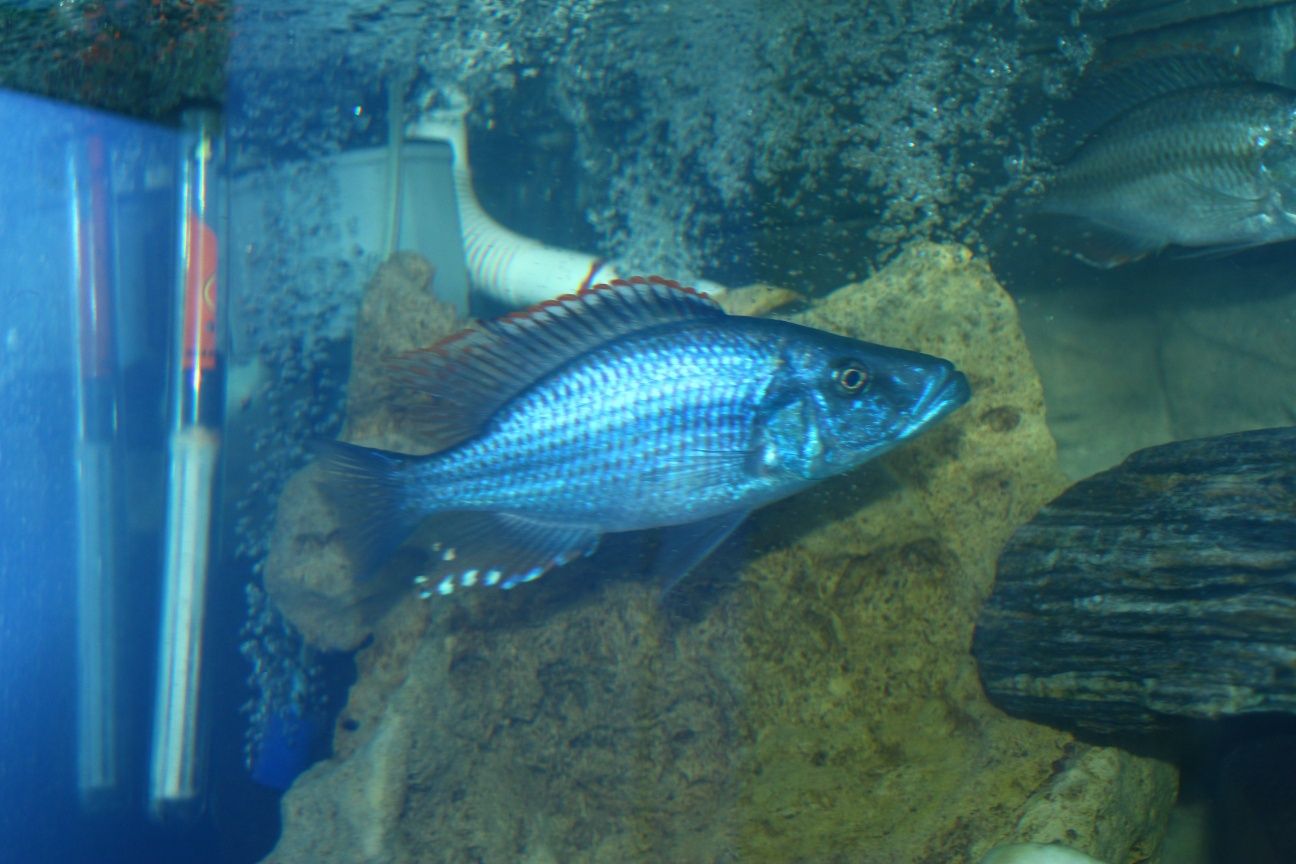 Dimidiochromis compressiceps