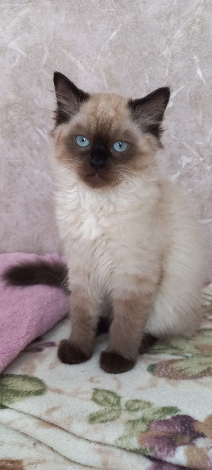 Сіамські котики. Хлопчики.
