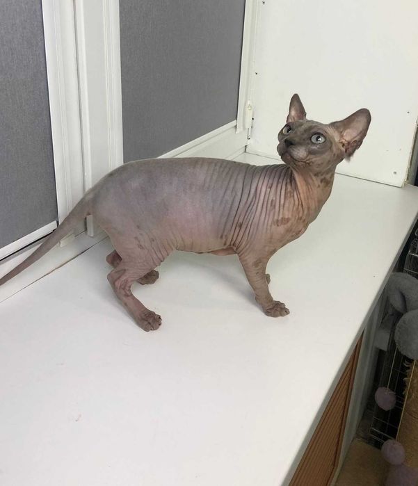 Симпатичная лысенькая кошечка породы Сфинкс по кличке Мотя!