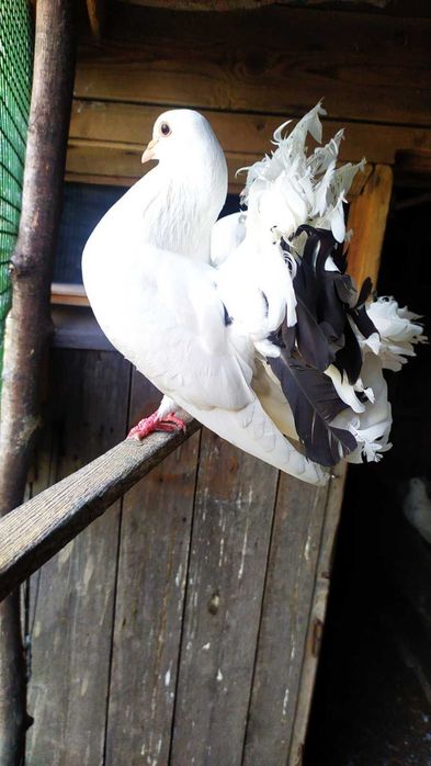 Віддам в добрі руки.