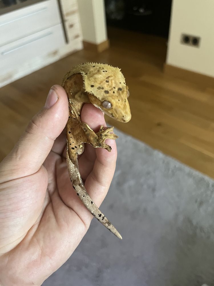 Gekon Orzęsiony Dalmatian z terrarium(oswietlenie Skylight)