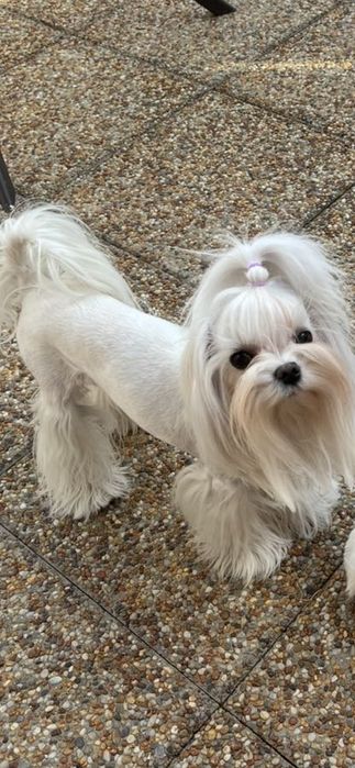 Maltańczyk suczka mini zkwp fci