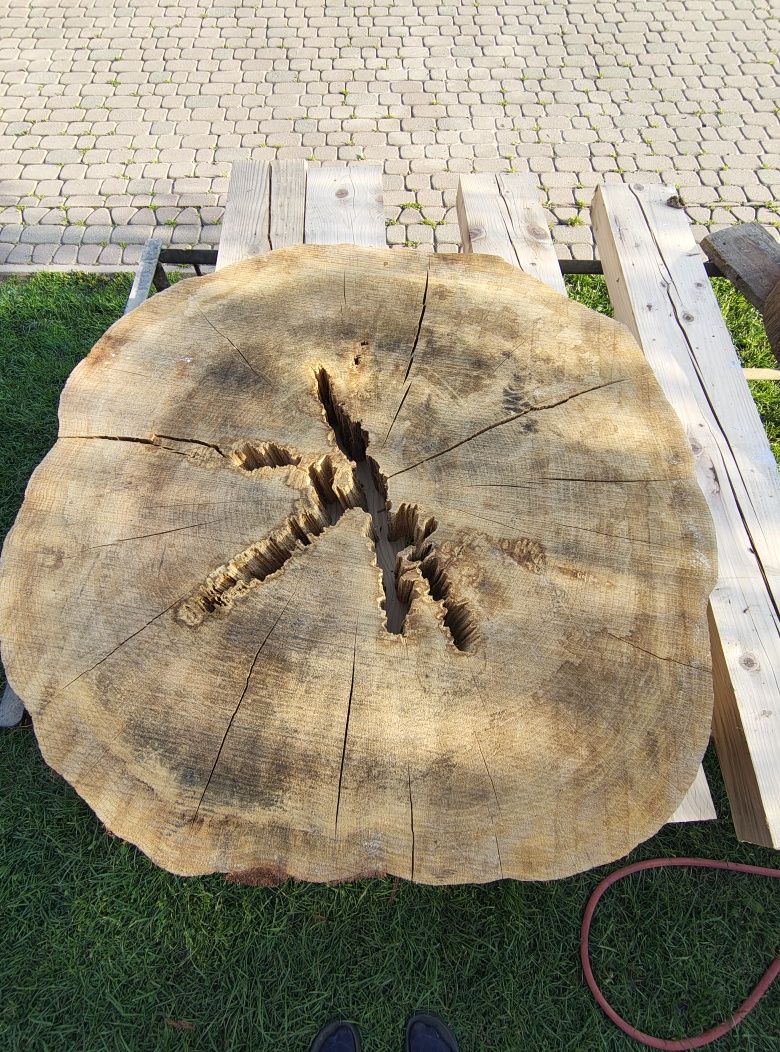 Plaster krążki drewna dąb modrzew jodła