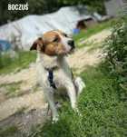 Terierek, 1 rok, 13kg, Boczuś adopcja za darmo oddam