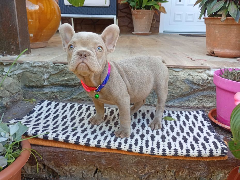 Bulldogue Francês femea