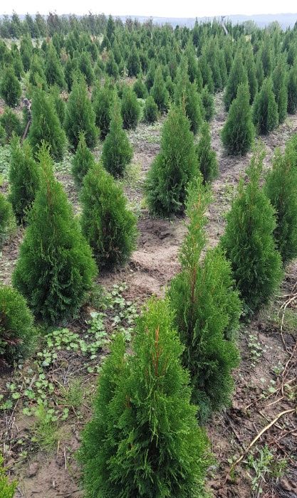 Tuja, Thuja szmaragd, żywopłot, 100-110 cm GĘSTE! Szkółka roślin