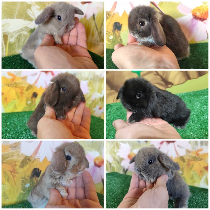 PIĘKNY Mini Lop niebieski bluey miniaturka baranek karzełek