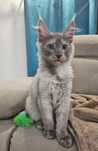 Malibu Maine coon high smoke
