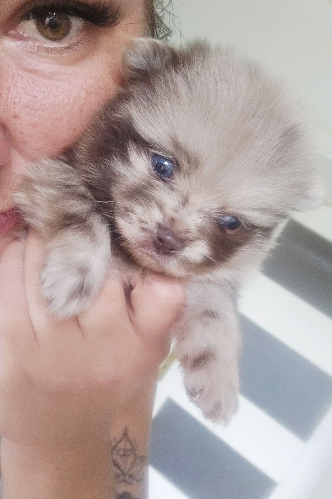 Wyjątkowe szpic miniaturowy pomeranian