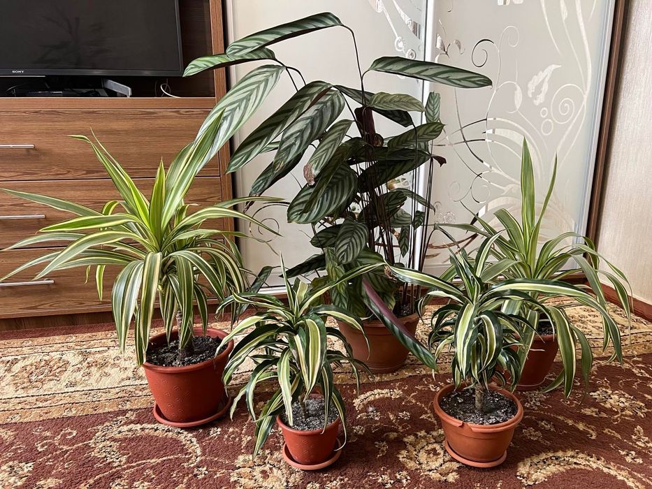 Калатея, Маранта, Драцена, Юкка, Сингониум, Калла - всі дорослі