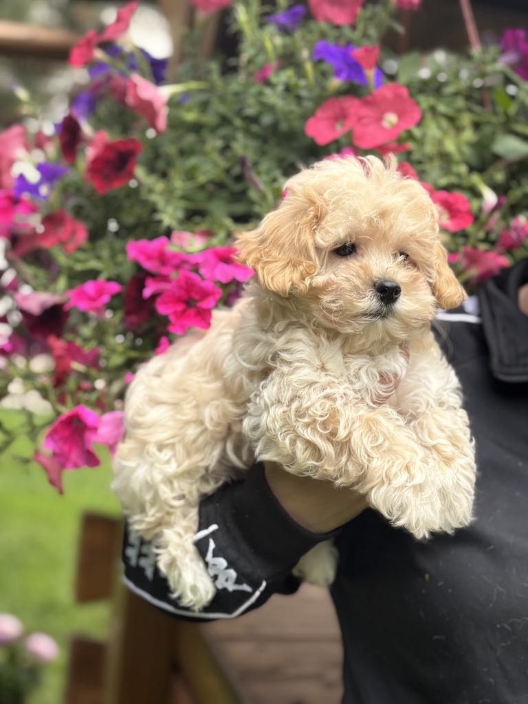 Maltipoo pudel toy szczeniak do odbioru!!