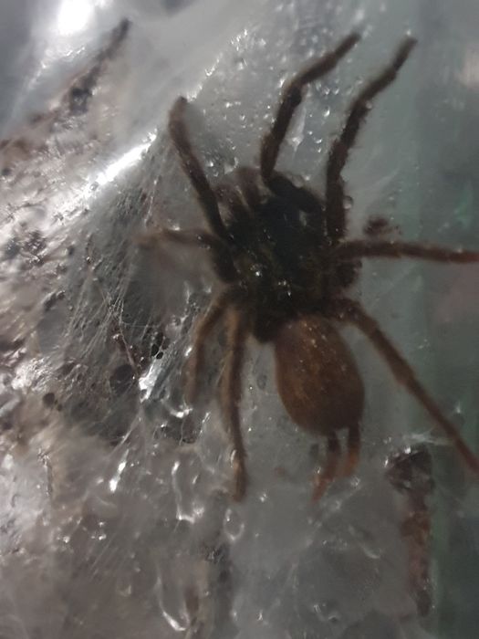 Heterothele villosella ptasznik pająk