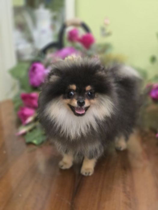 Sliczny piesek pomeranian czarno podpalany FCI