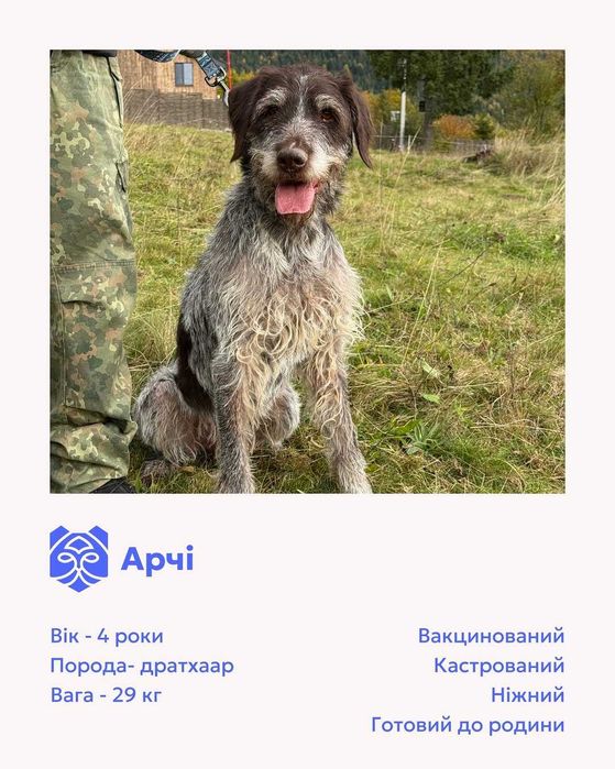 Арчі, дратхаар, шукає дім