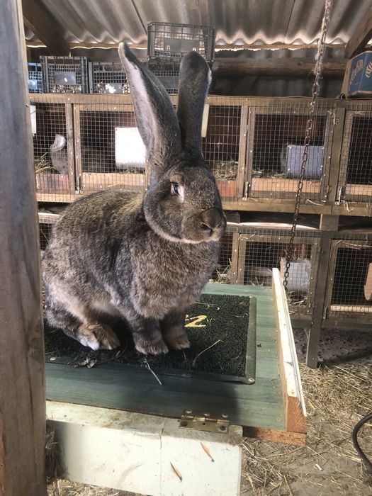 Бельгійський велетень
