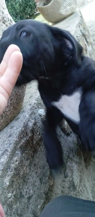 Cão cane corse suciavel