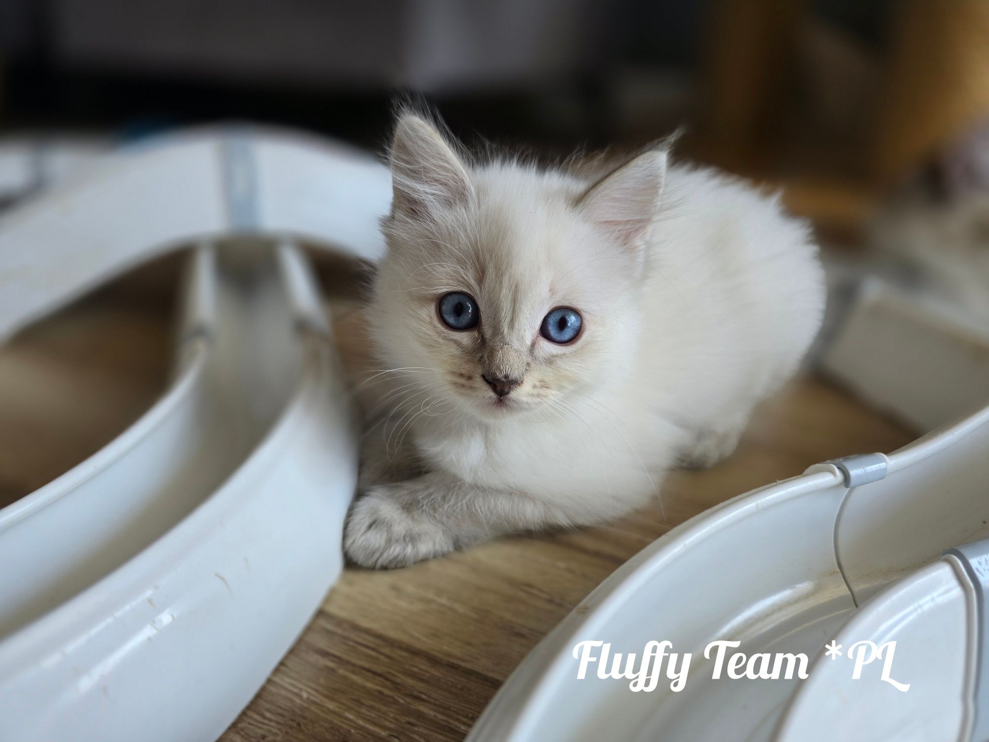 Koteczka Ragdoll Ibiza