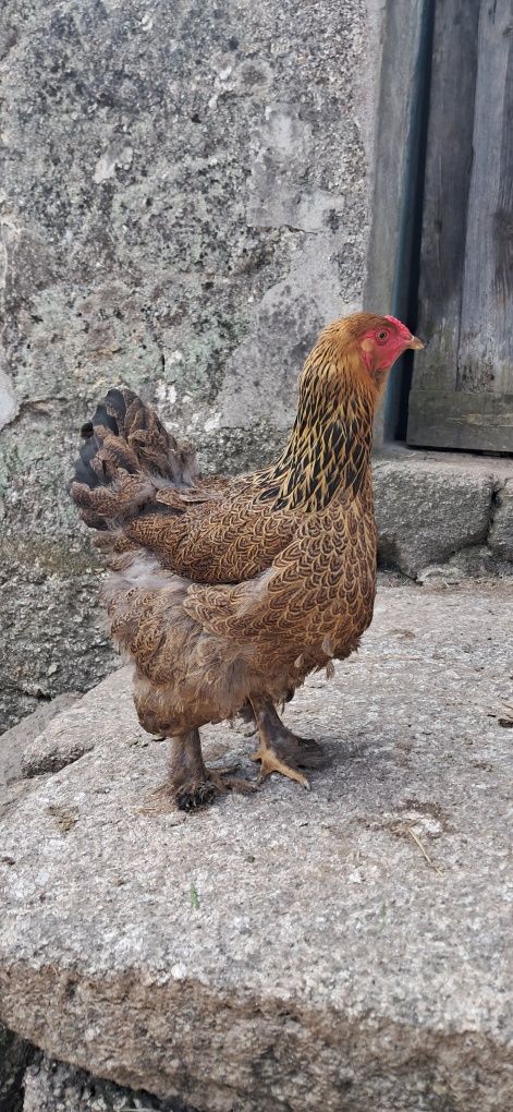 Casais de Brahmas