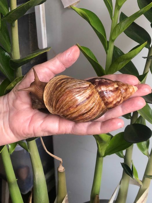 Равлики ахатини фуліка