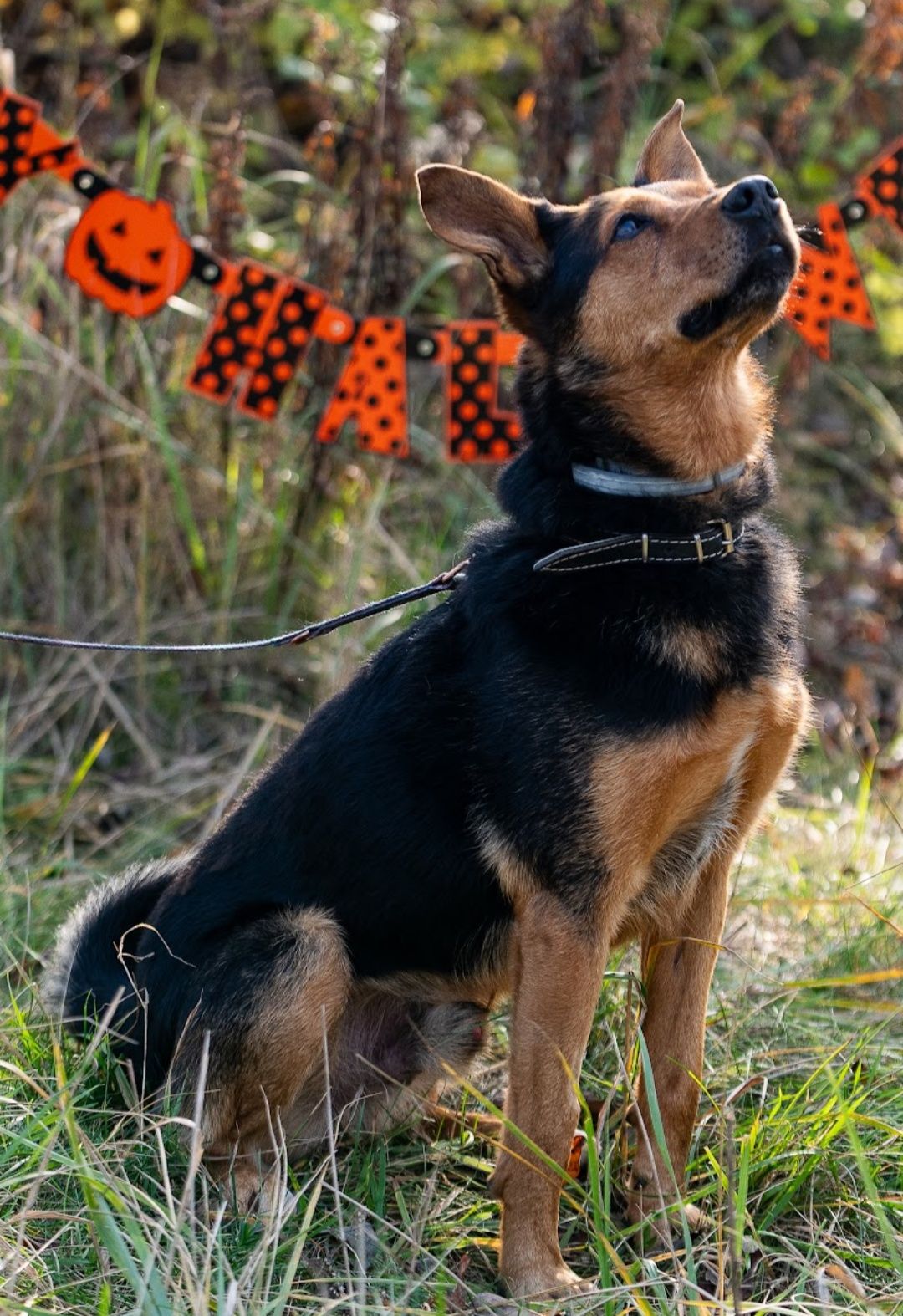 Rambo szuka domu