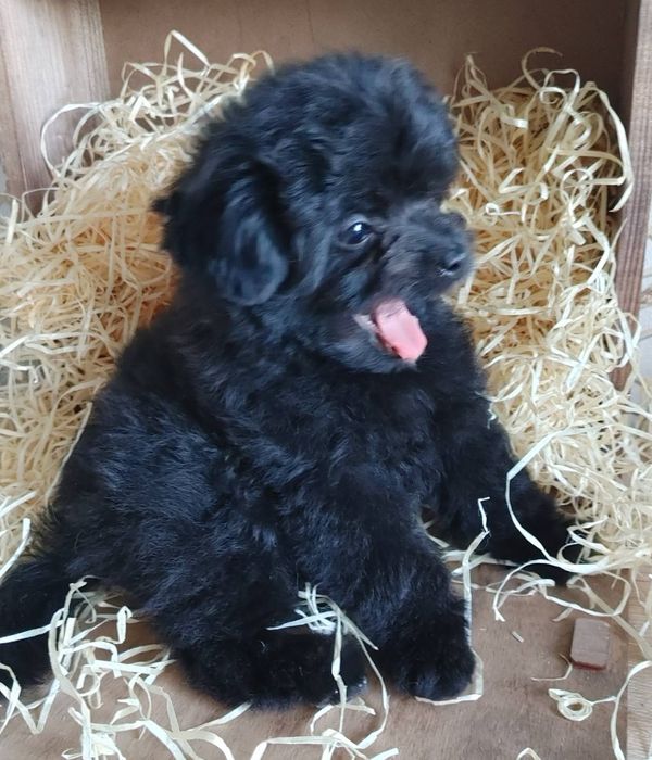 Чрезвычайно симпатичная плюшечка азиатского микса Той и Шпиц