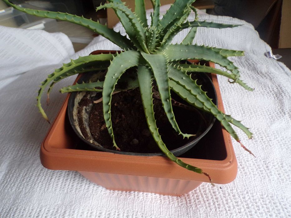 Sadzonka cytryny w doniczce mango awokado