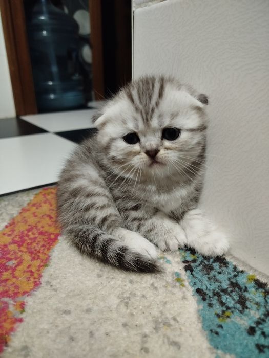 Шотландцы вислоухие и прямоухие