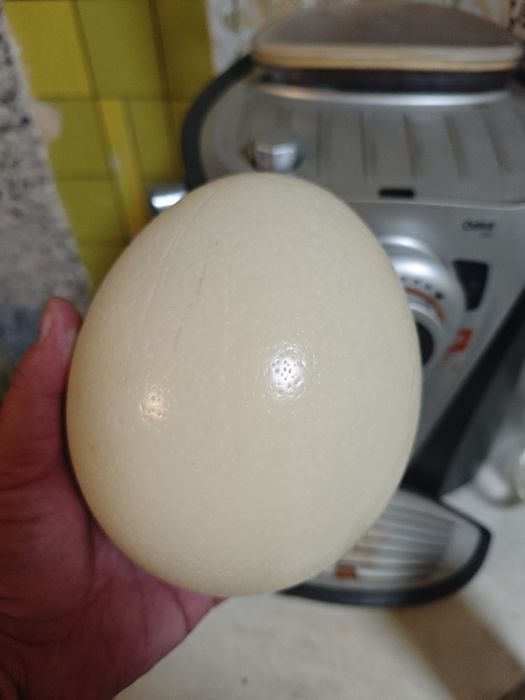 Страусиное яйцо пустое