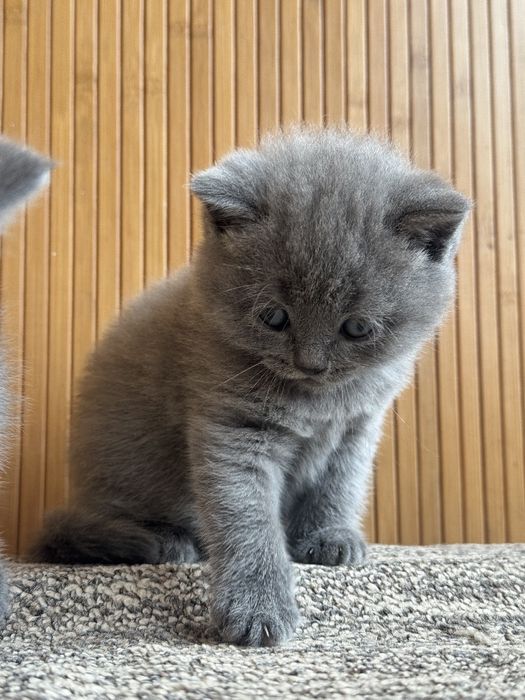 Британські прямовухі кошенята