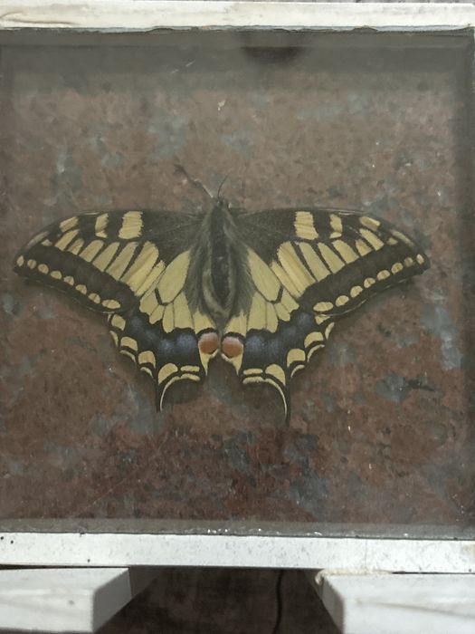 Zasuszony motyl w marmurze