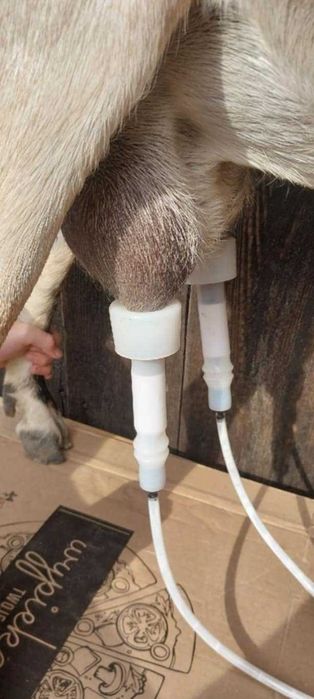 Dojarka dla KOZY lub Owcy - Aparat udojowy - duży pojemnik na Mleko.