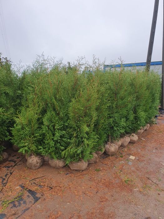 Tuja Brabant 160 cm Promocja Żywoplot