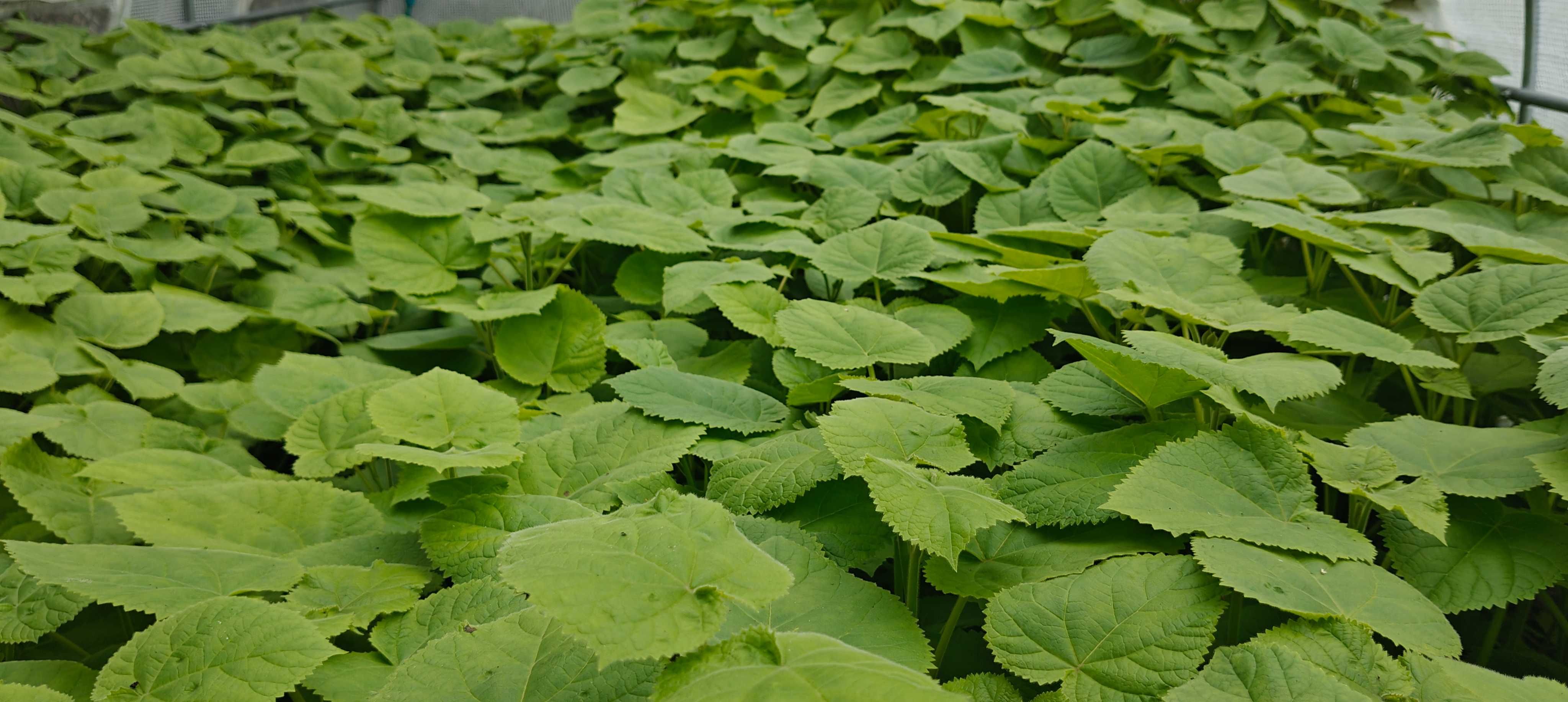 Drzewo Tlenowe / Oxytree / Paulownia Shan Tong
