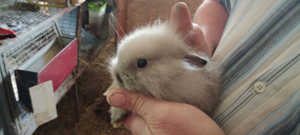 Минни декоративные кролики